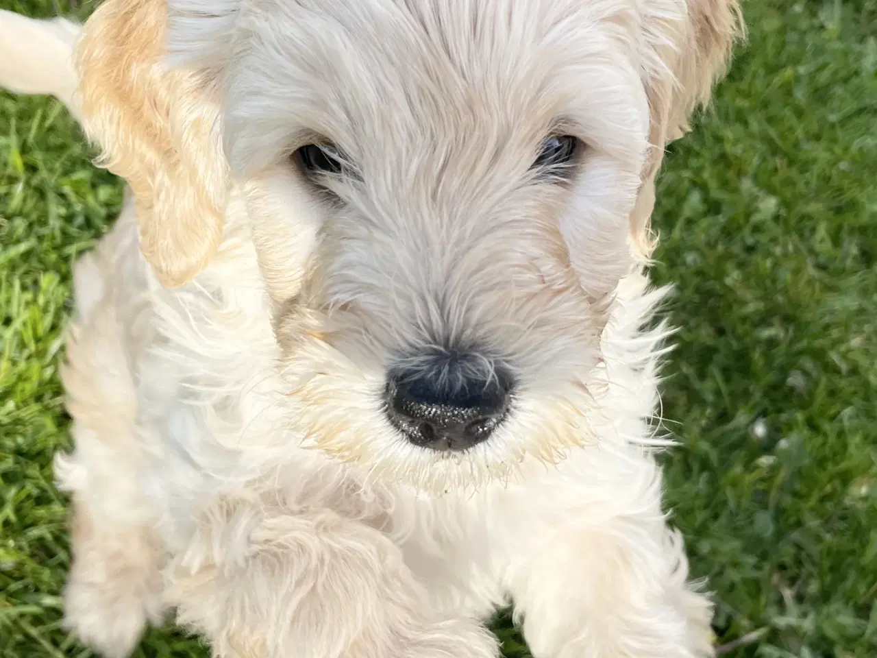 Billede 22 - Mini-labradoodle / doodle sælges