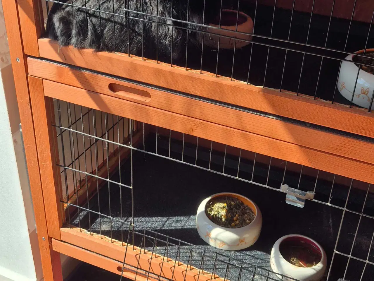 Billede 1 - kaniner til sælg med tilbehør.