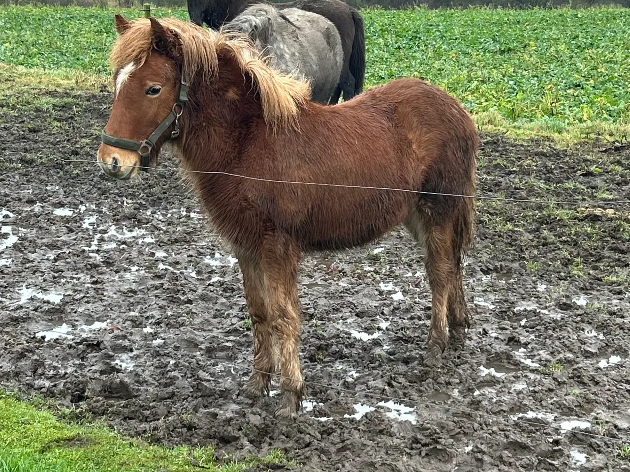 Billede 1 - Skøn velgående hingst