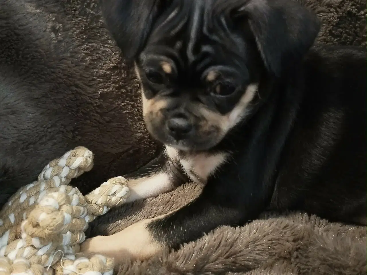 Billede 4 - Skønne 8 ugers små gadekryds