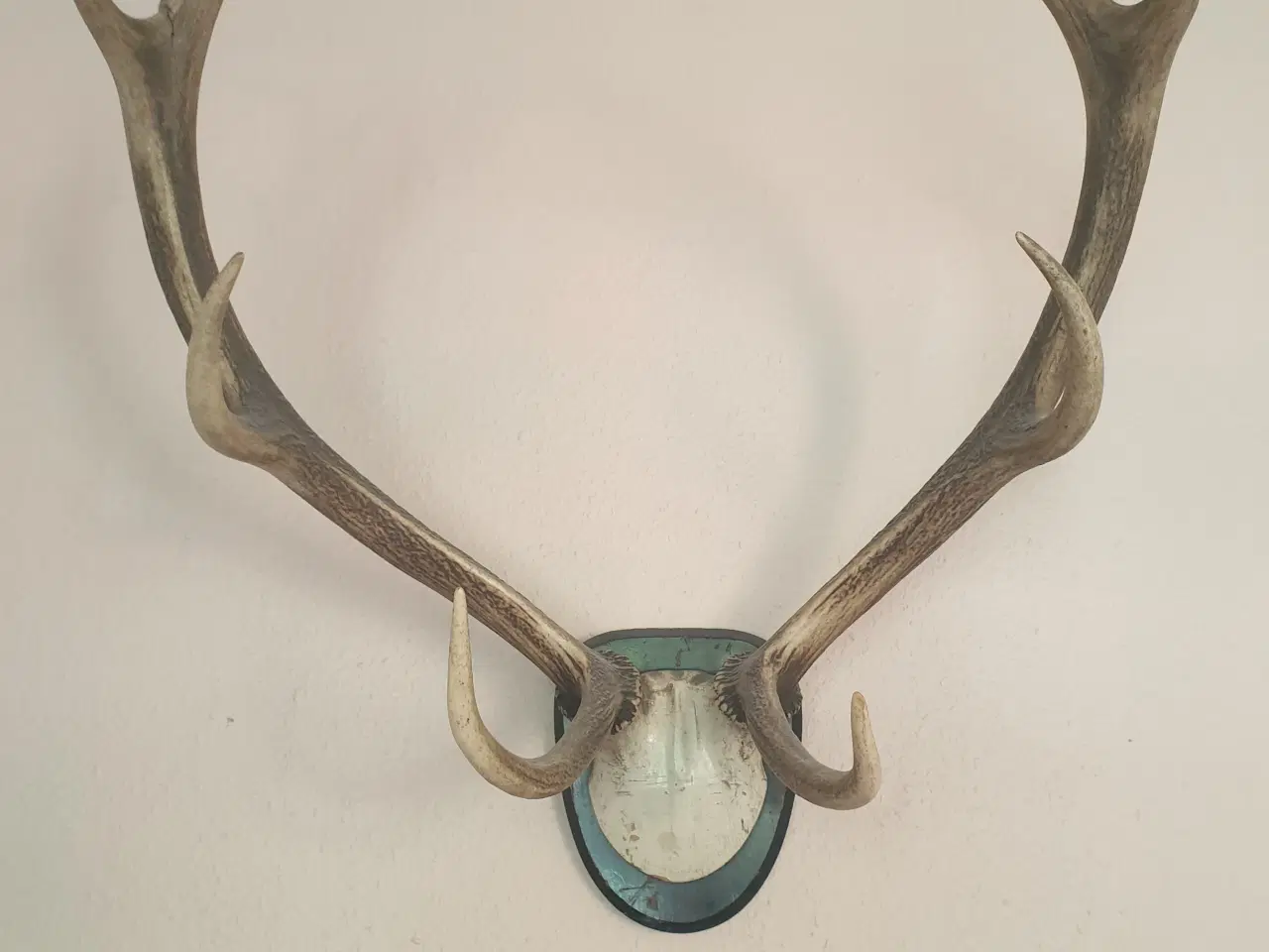 Billede 2 - Jagttrofæ. Kronhjort gevir