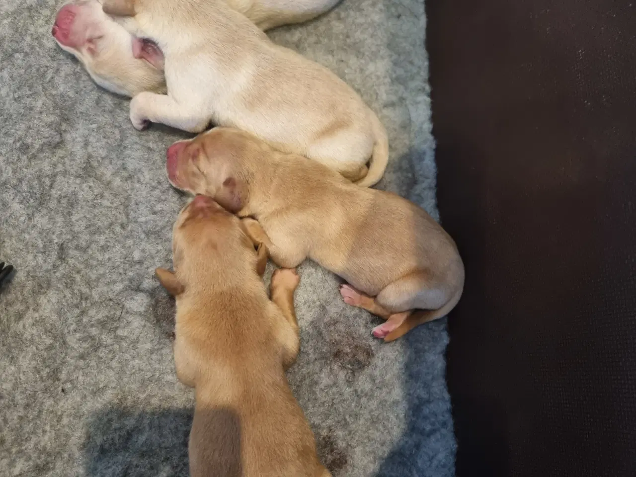 Billede 5 - Labrador Hvalpe 