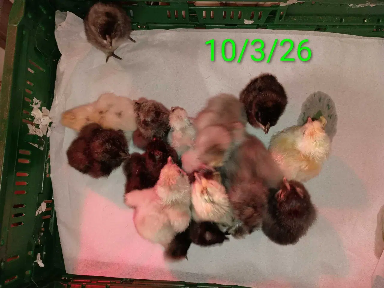 Billede 6 - Dværge silkehøns rugeæg  