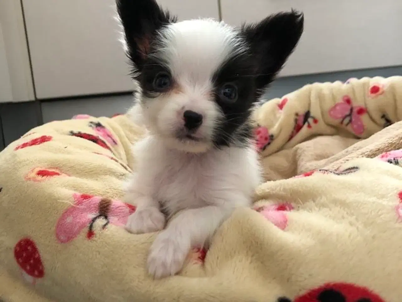 Billede 1 - Papillon han hvalp