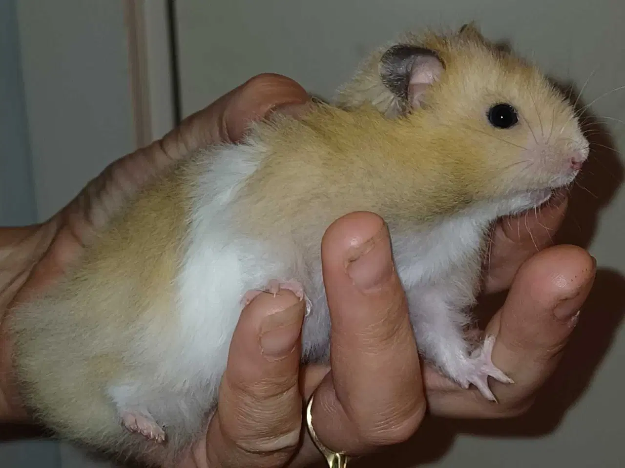 Billede 13 - Guldhamster unger 