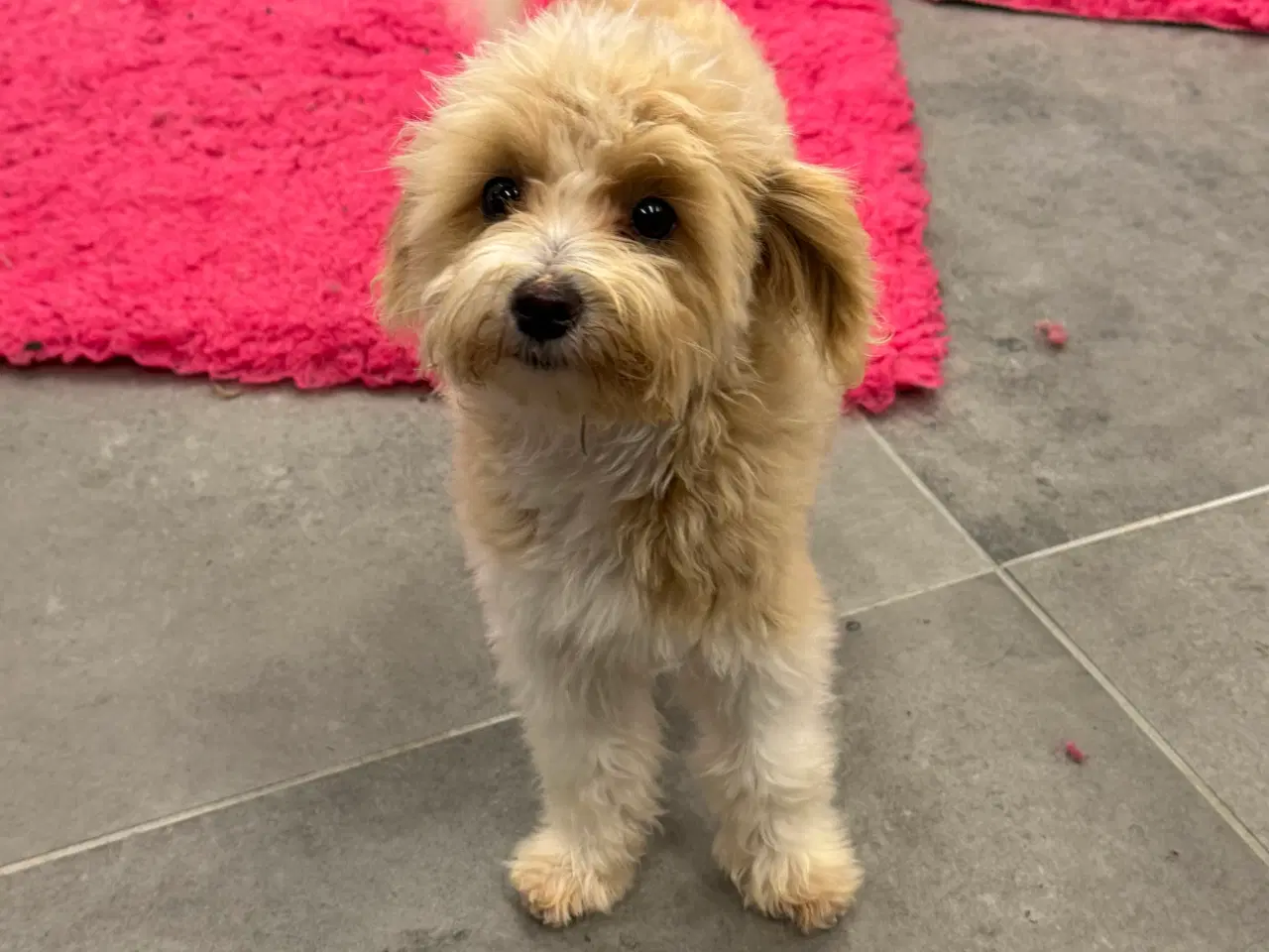 Billede 1 - Maltipoo4love 2 Smukke  drenge 