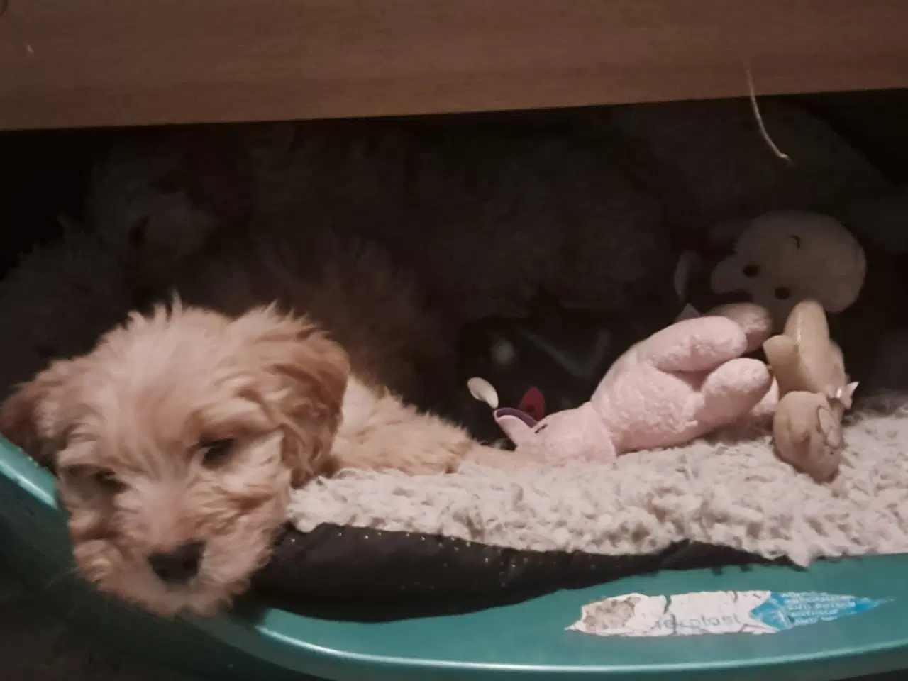 Billede 1 - De sødeste skønneste blandingshvalpe