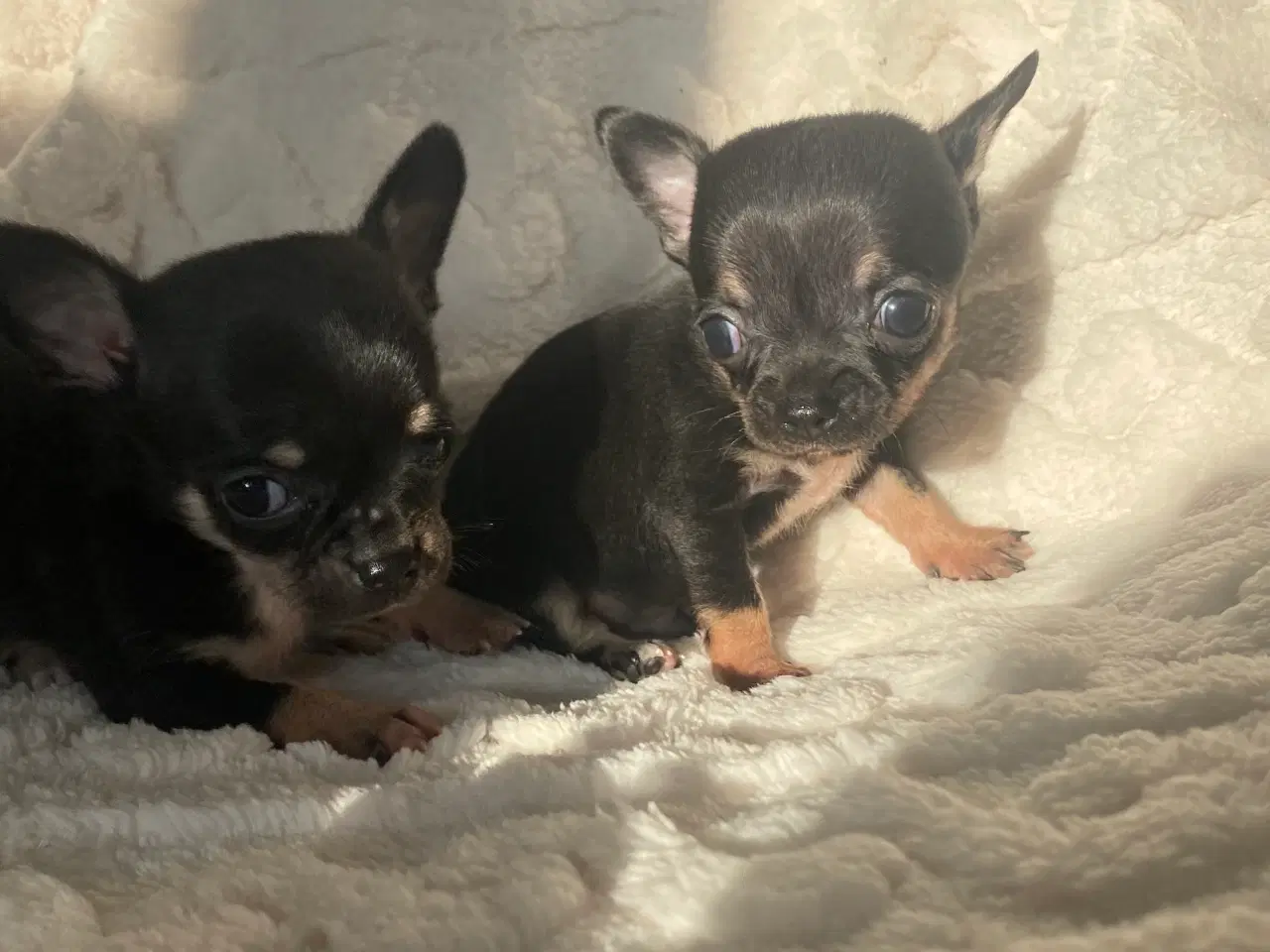 Billede 12 - 3 søde, små hvalpe efter pomeranian og chihuahua