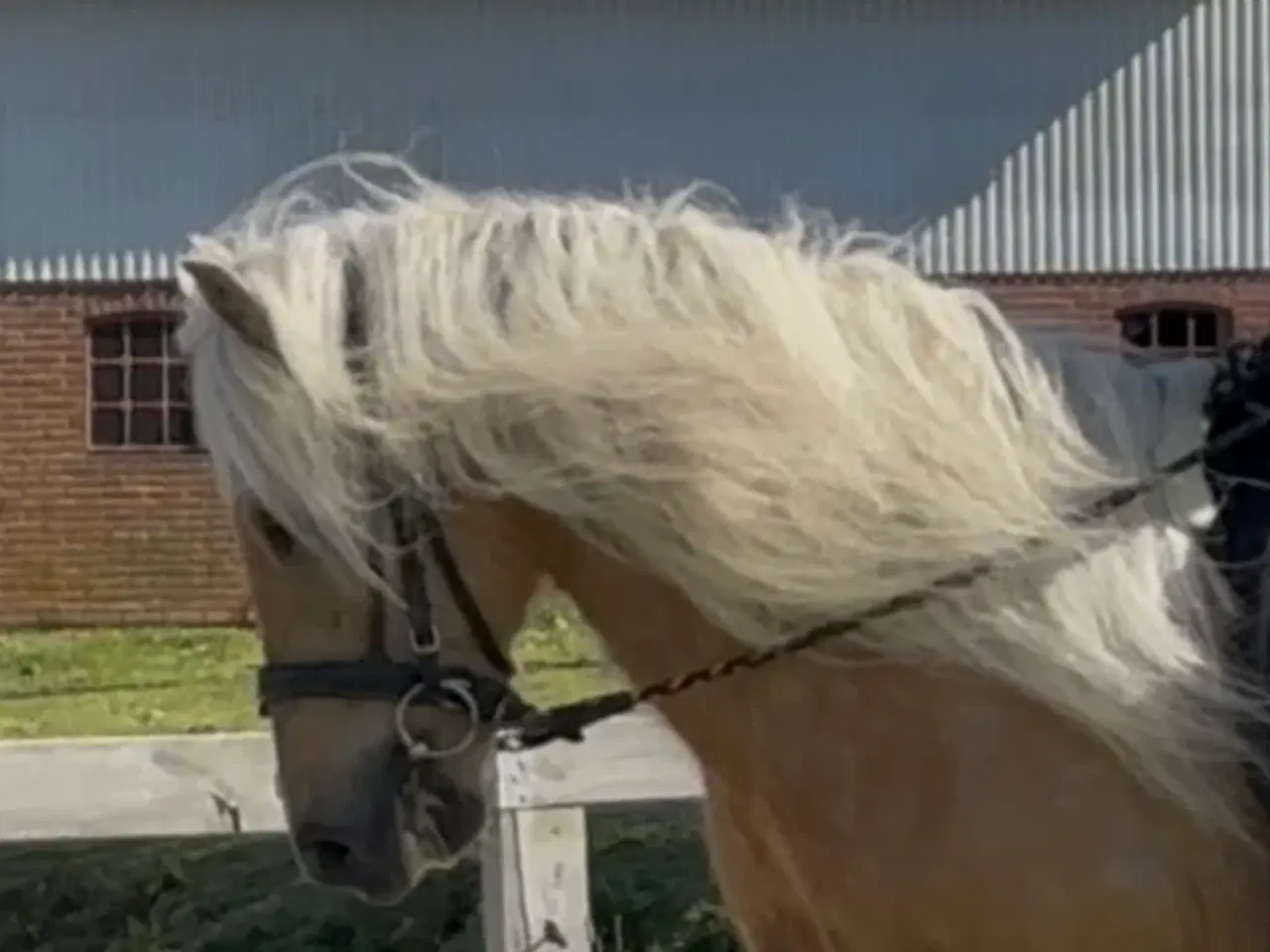 Billede 1 - Smuk palomino islænder 
