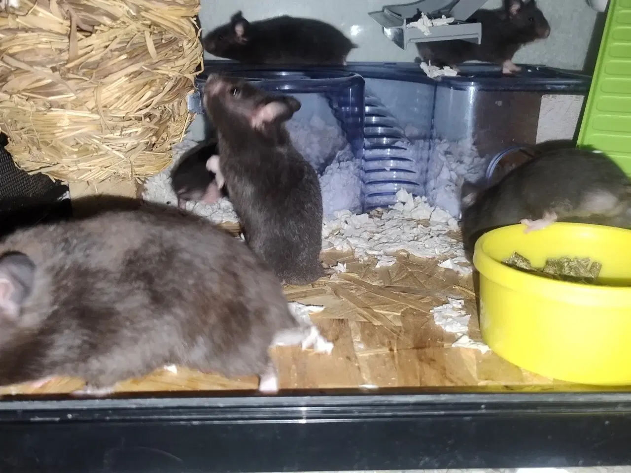 Billede 3 - Guldhamster unger