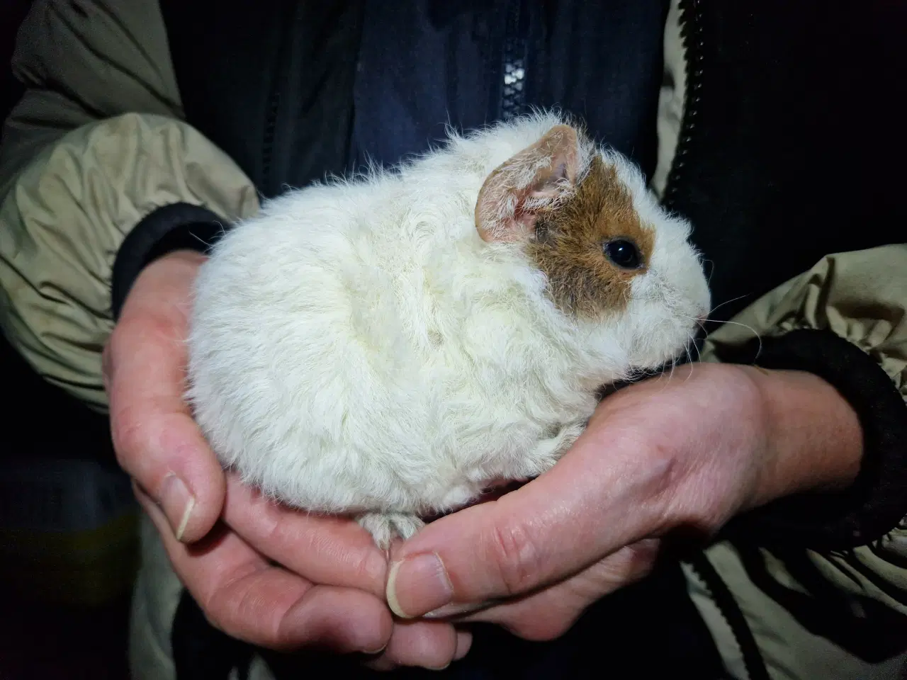 Billede 3 - 2 hun Teddy unger, søstre
