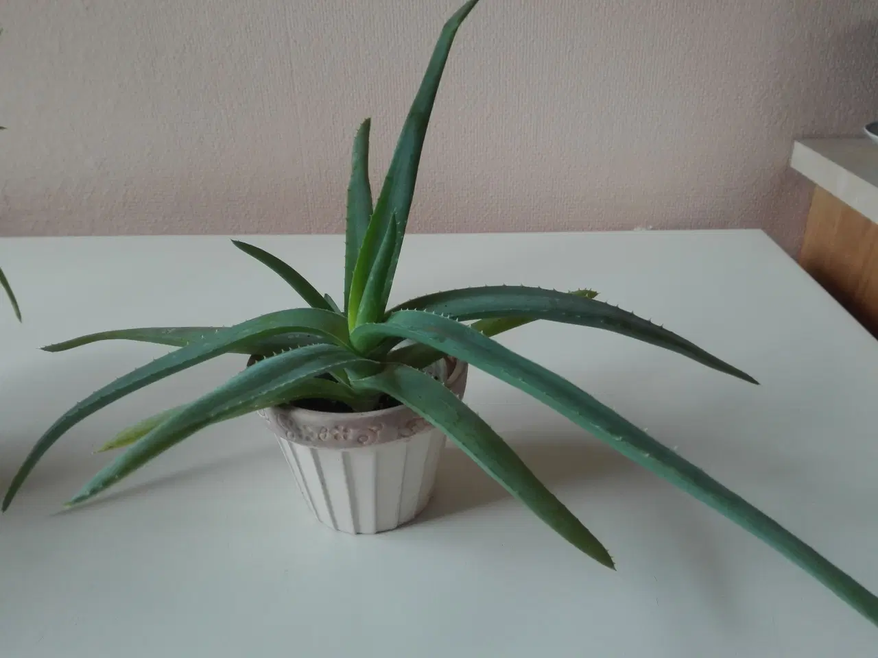 Billede 2 - Aloe Vera stueplanter