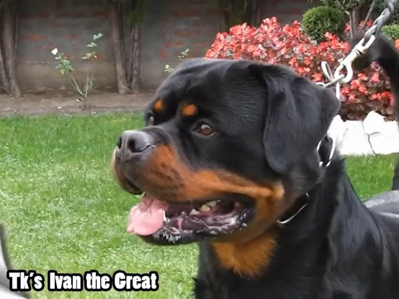 Billede 4 - M.B´Rottweiler Hvalpe