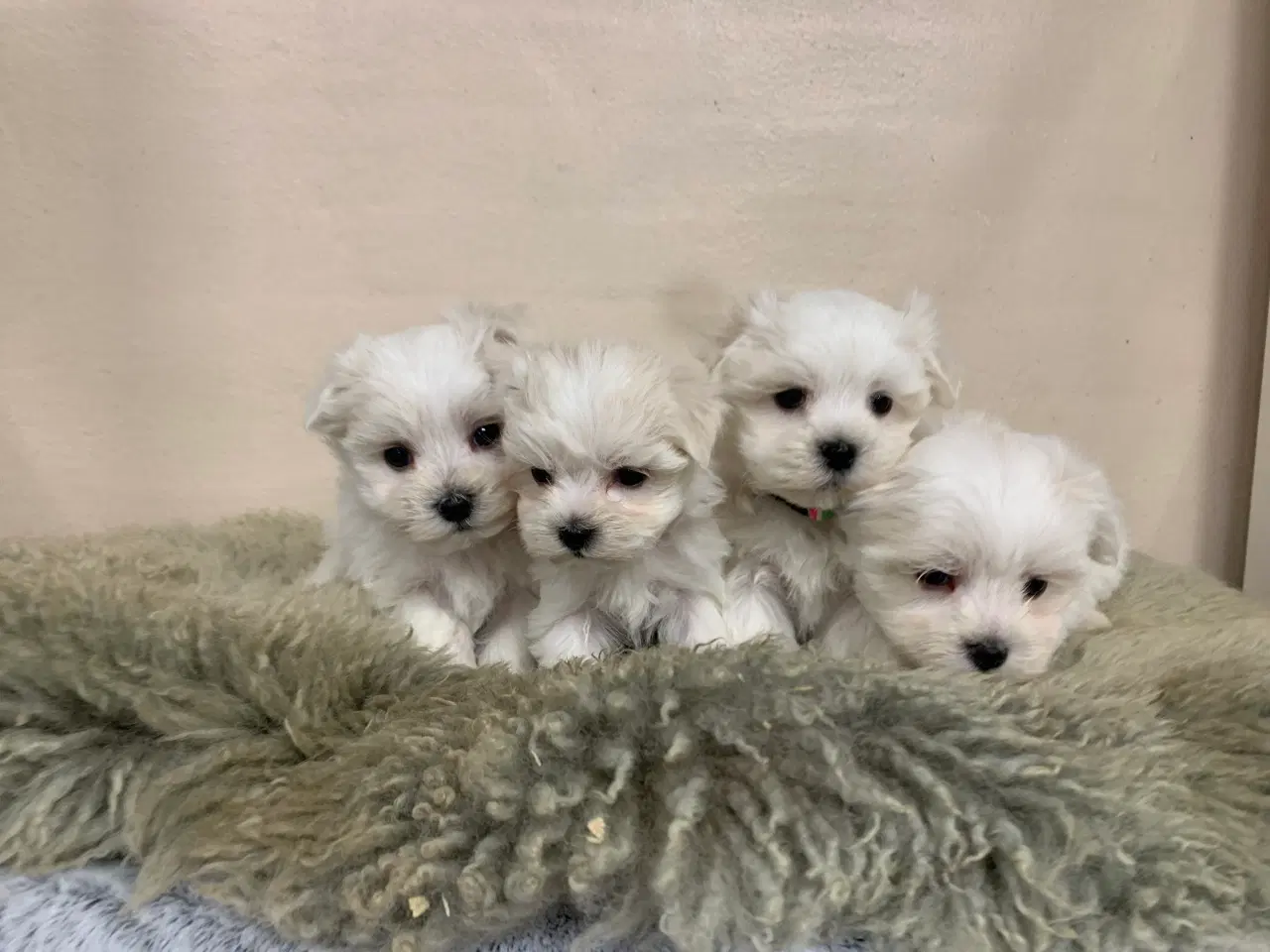 Billede 1 - Ægte mini malteser babyer