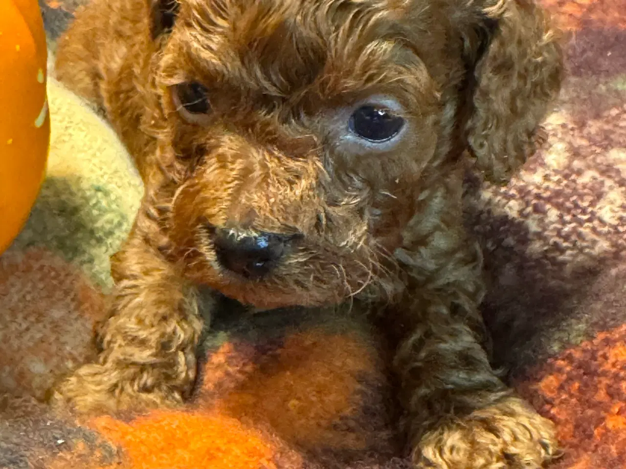 Billede 4 - Mini Amerikansk Cockapoo