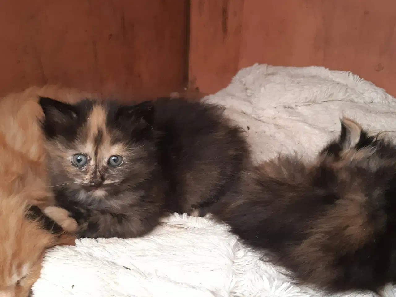 Billede 1 - Maine Coon killinger, klar 17 juni
