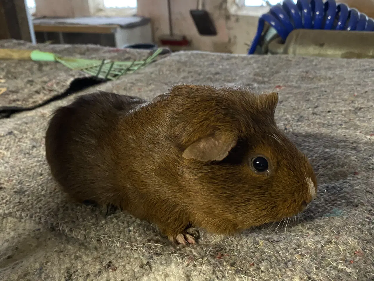 Billede 1 - Hun marsvin sælges