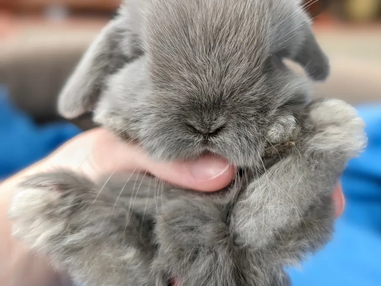 Billede 3 - Minilop kaninunge sælges 