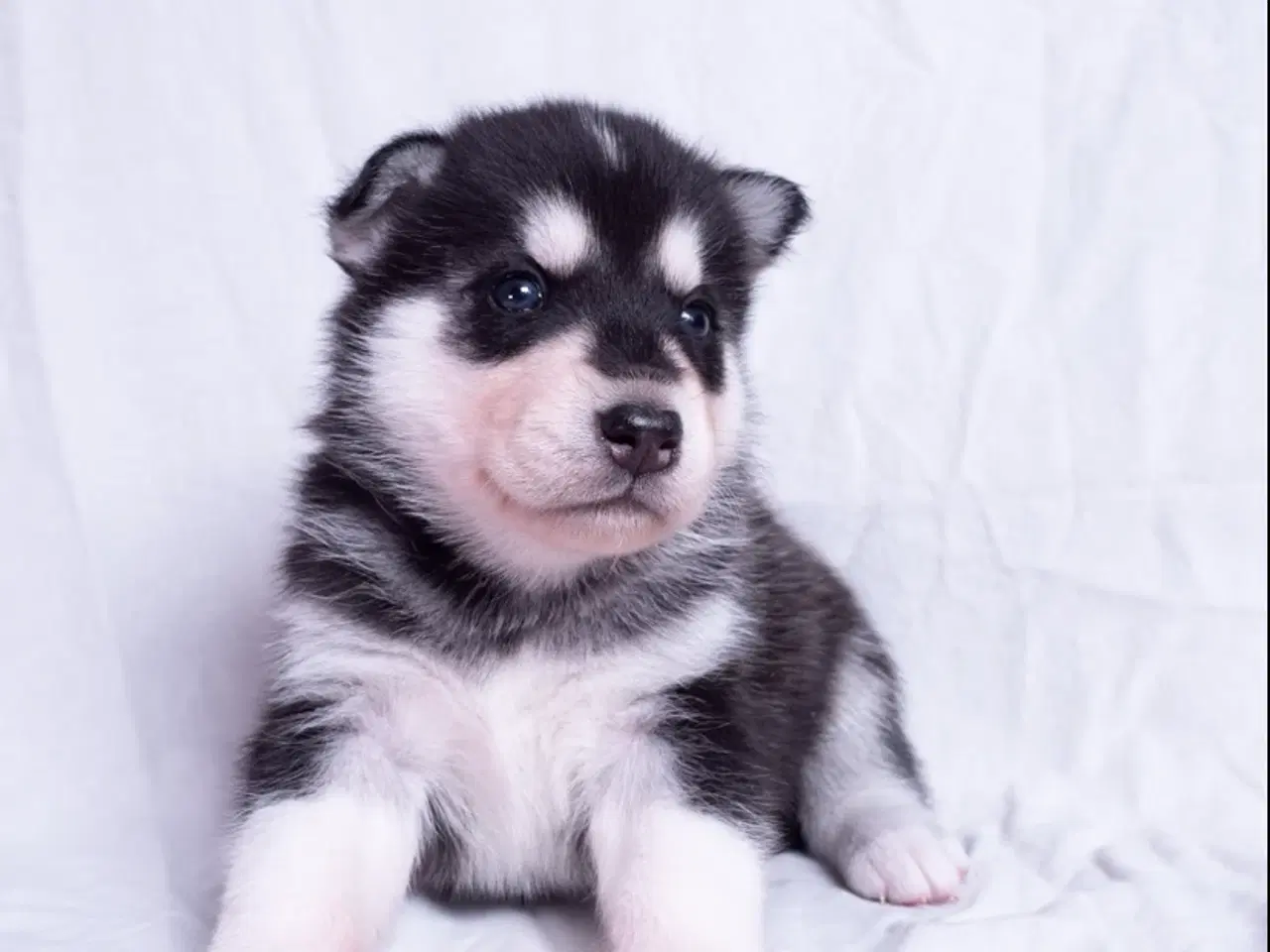 Billede 6 - Alaskan Husky/malamute hvalpe