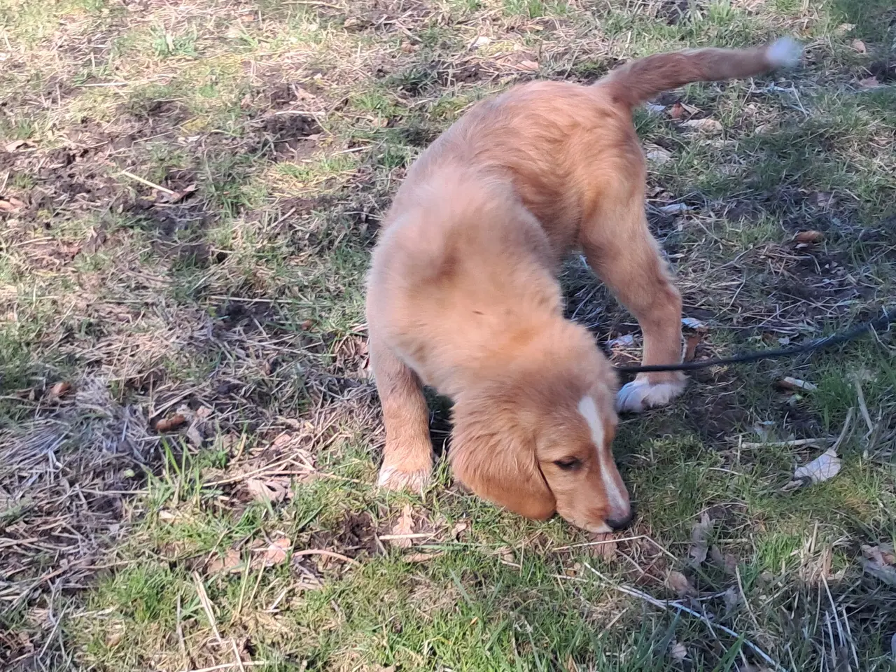 Billede 2 - 2 lækre golden retriever blandinger