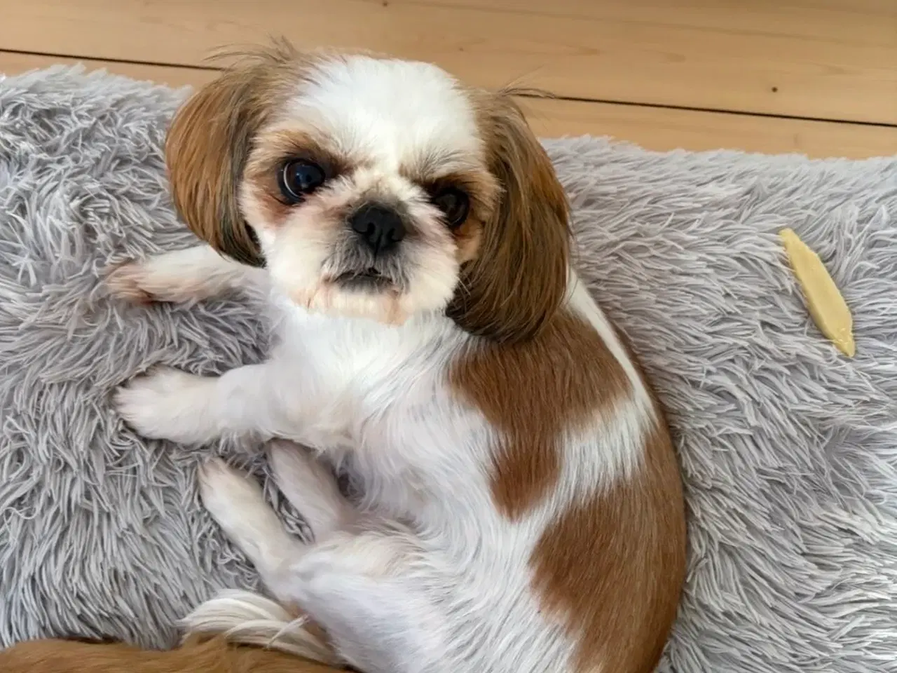 Billede 6 - Ægte Shih Tzu tæve