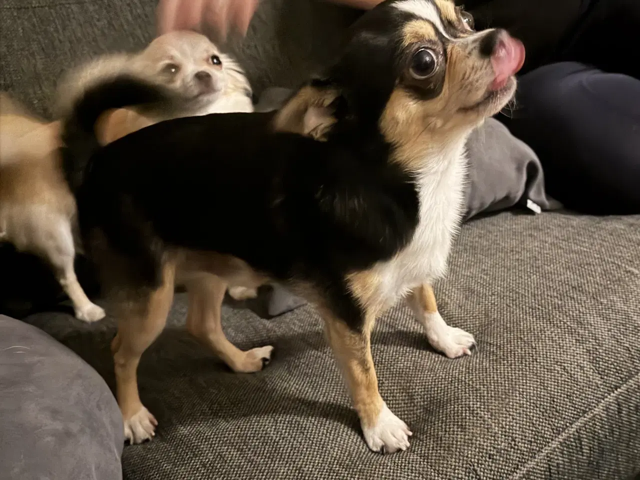 Billede 4 - 9 uger skøn tæve