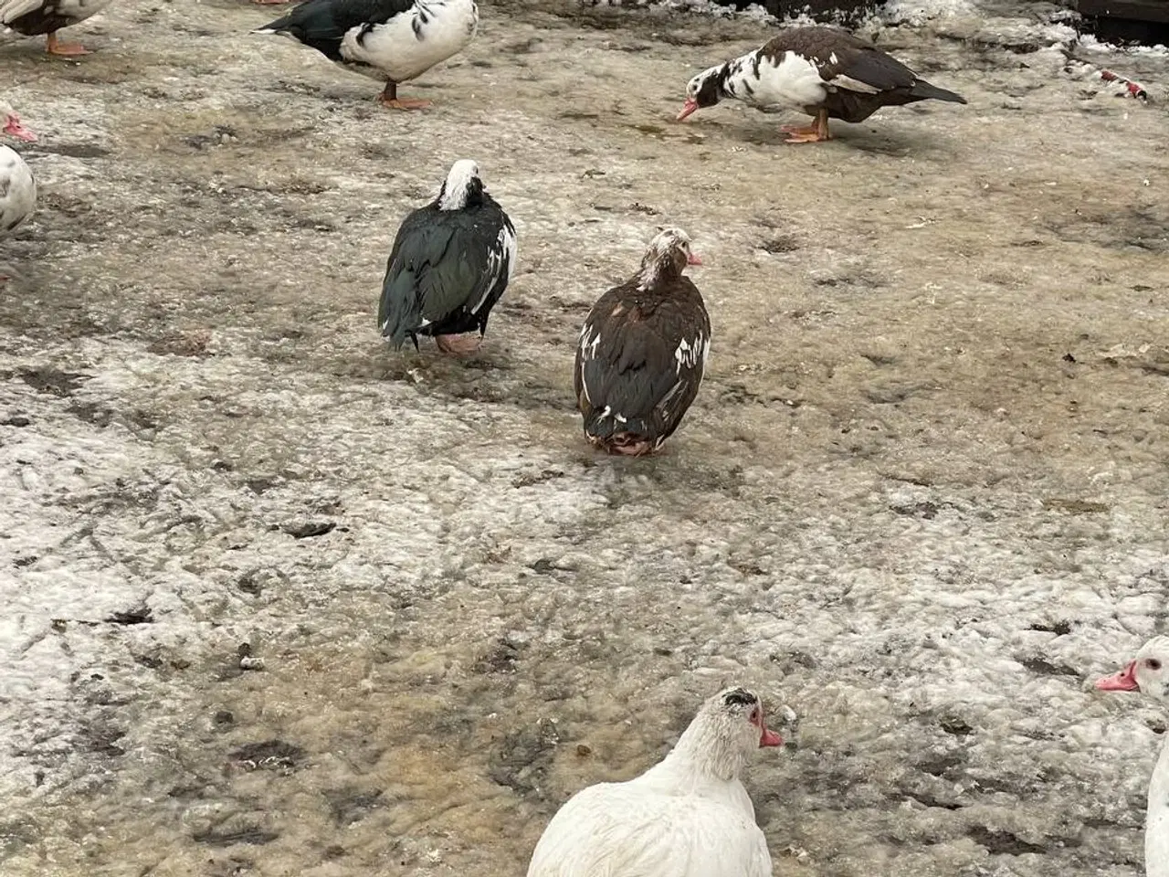 Billede 4 - Moskusænder til salg fra 250kr i 6818