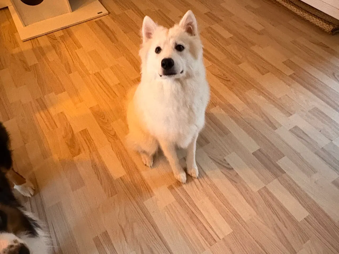 Billede 1 - Samojede spids 