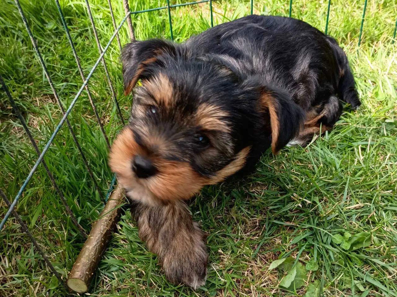 Billede 2 - Yorkshire Terrier Hunde hvalp