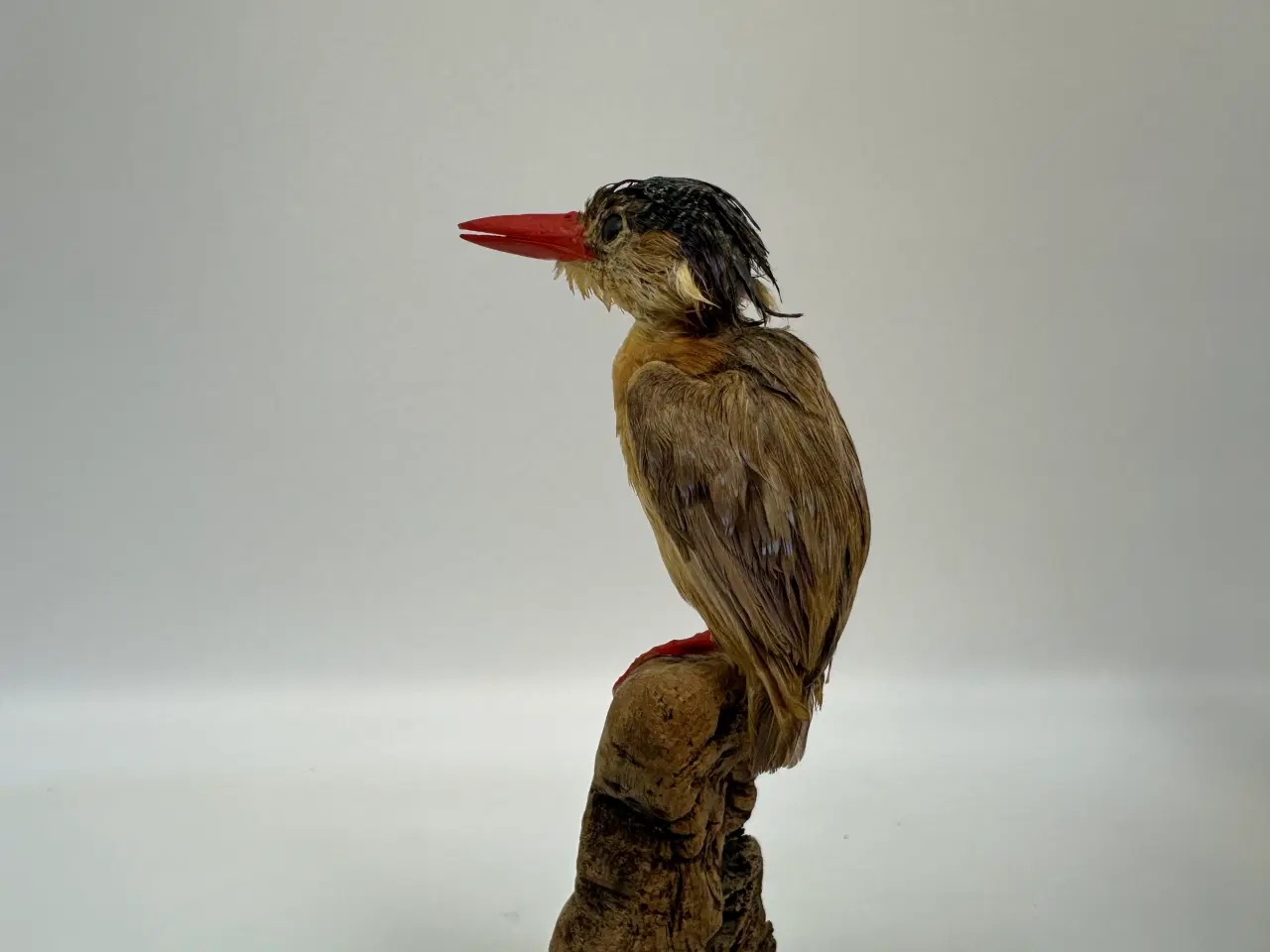 Billede 5 - Udstoppet Malakit / isfugl