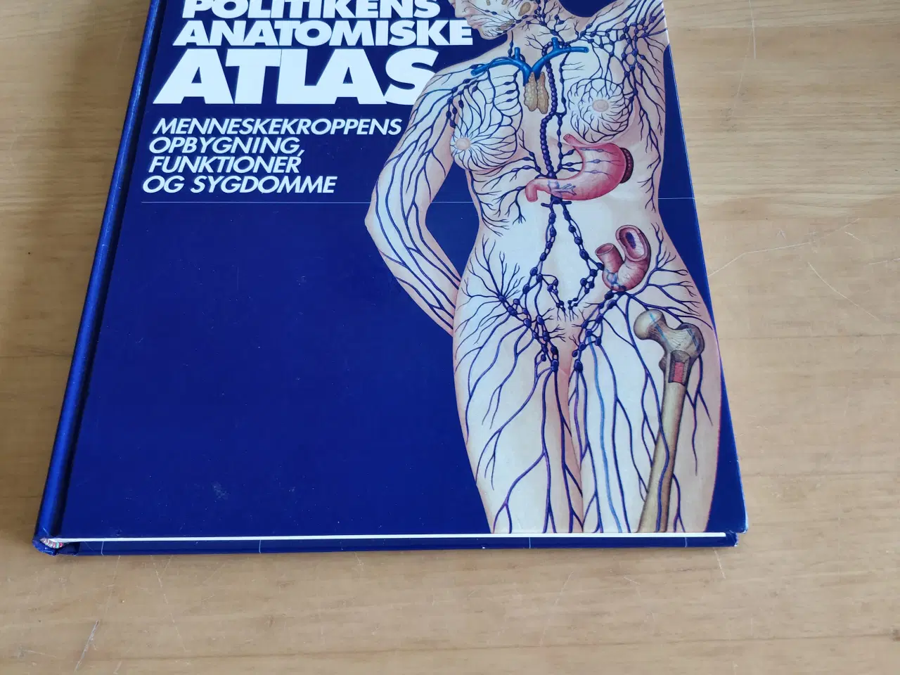 Billede 2 - Anatomisk Atlas