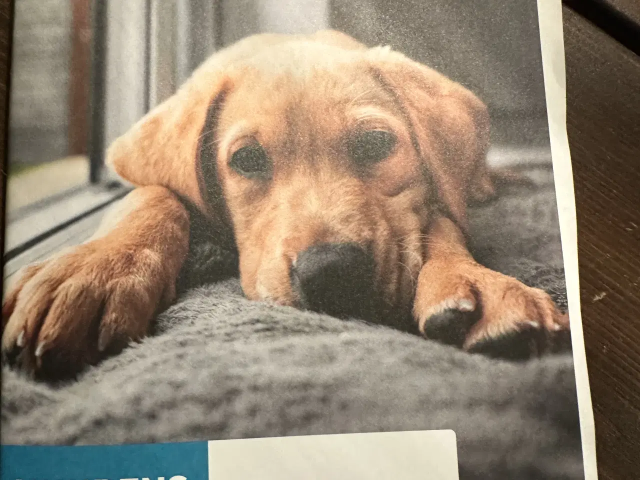 Billede 1 - Skønne Freja