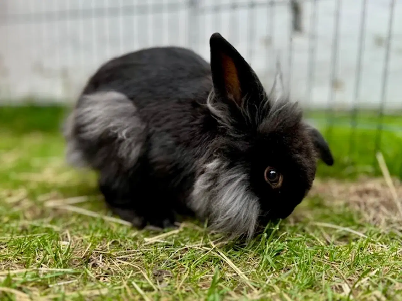 Billede 1 - Sød løvehoved/dværgvædder hankanin