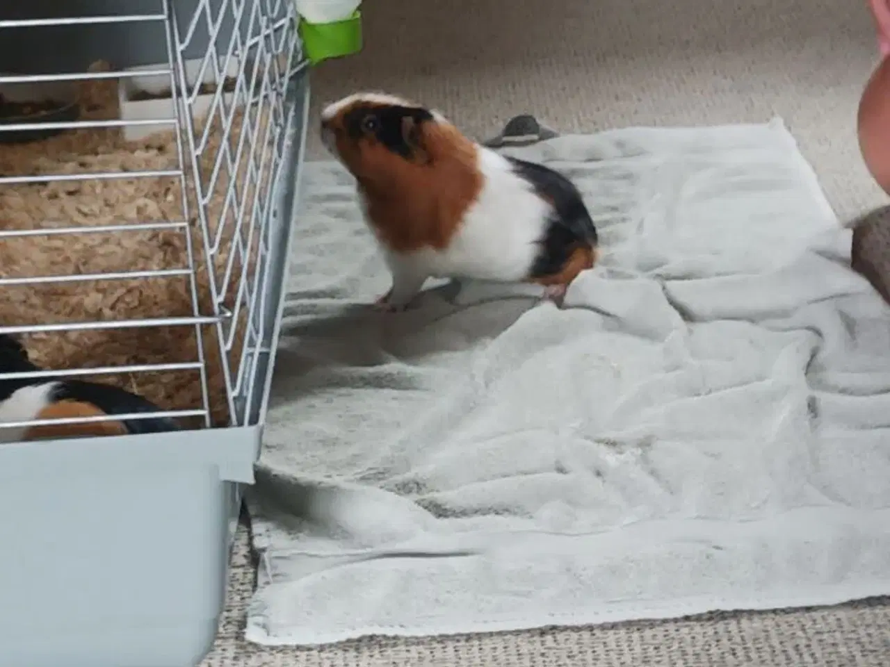 Billede 2 -  2 x han marsvin inkl. bur. 