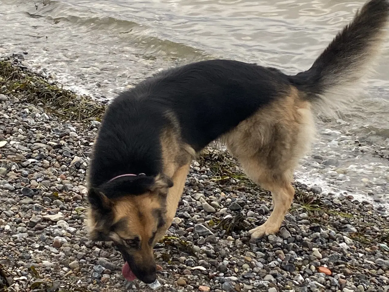 Billede 7 - Schæferhund tæve søger nyt hjem