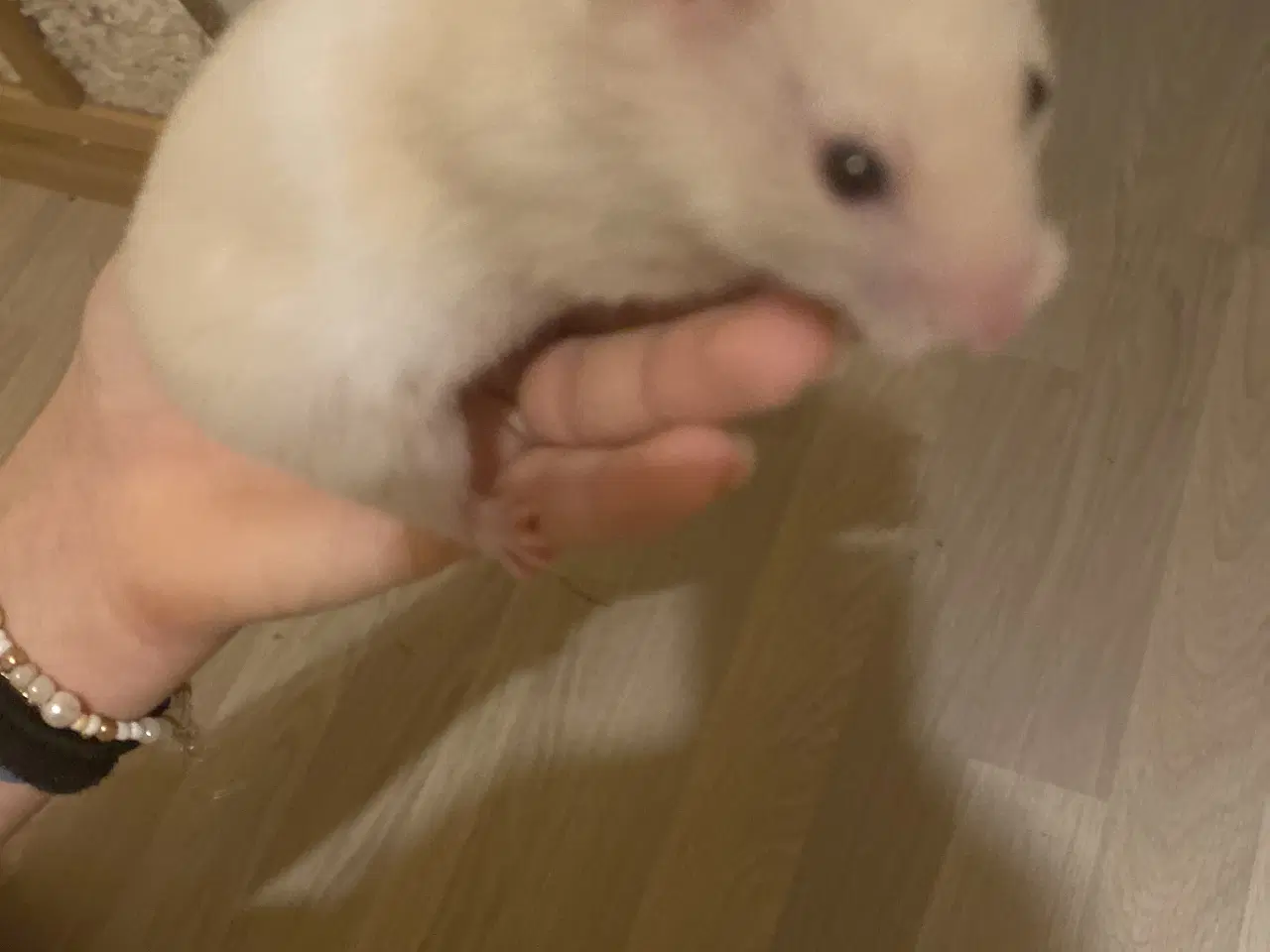 Billede 1 - Sødeste Guld hamster sælges med bur