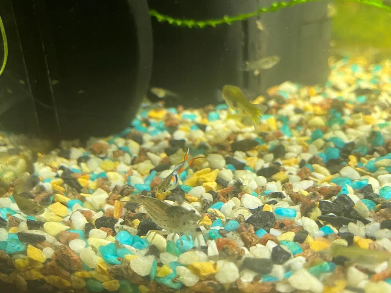 Billede 2 - Akvarie fisk / Rejer/ Malle