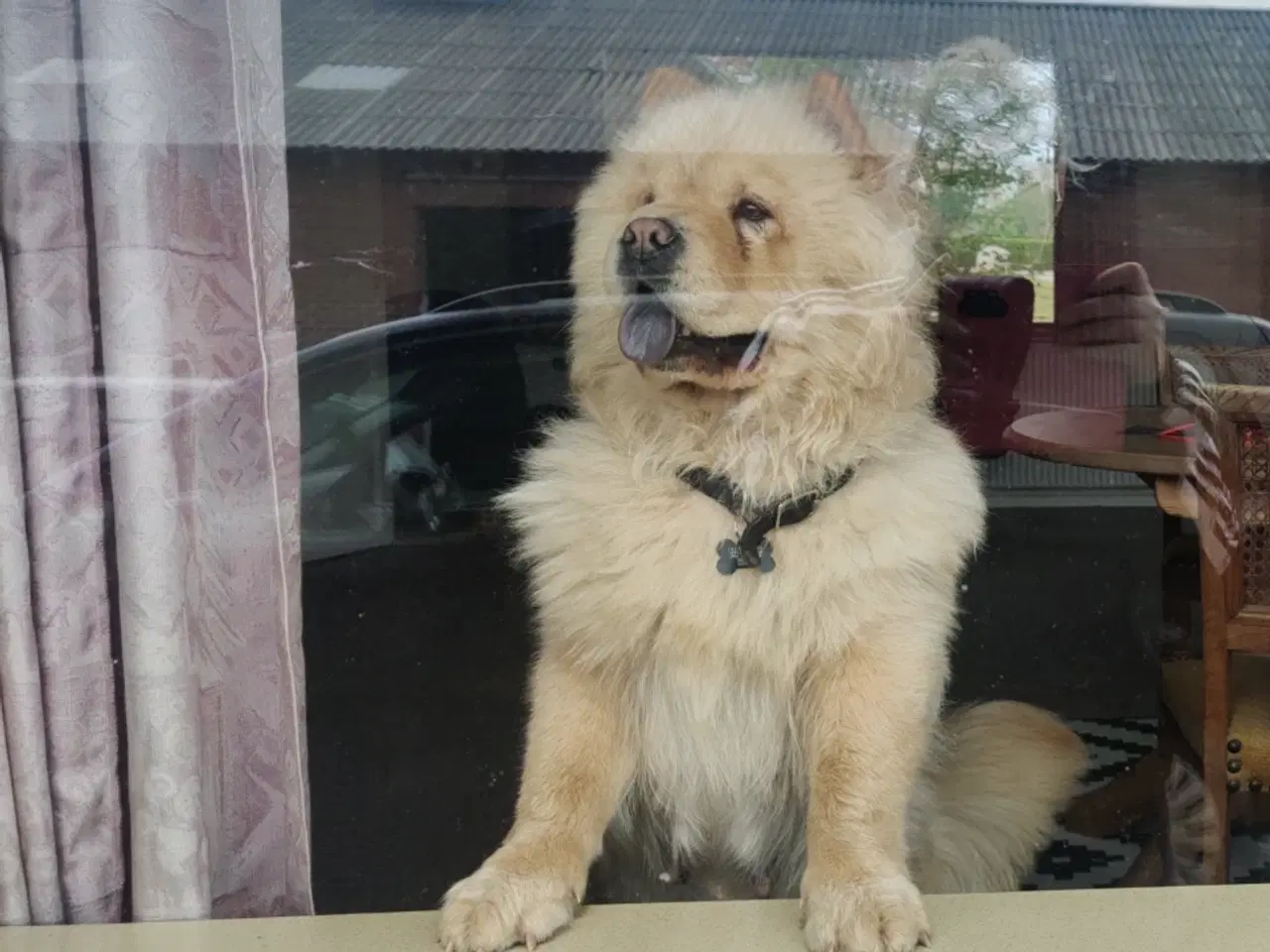 Billede 3 - Chow Chow hvalpe 