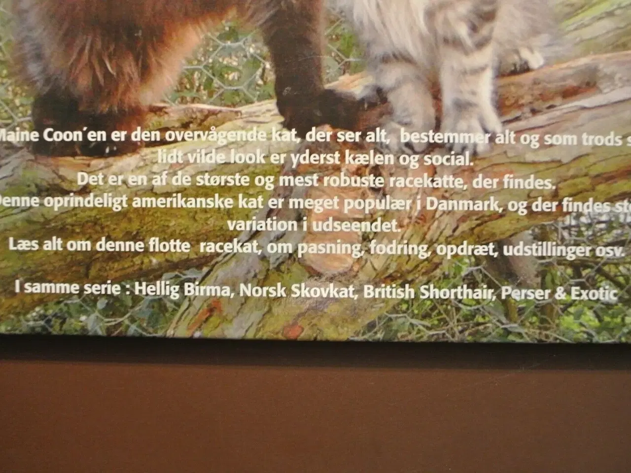 Billede 3 - felis danica - maine coon, af anette becker mfl. ,