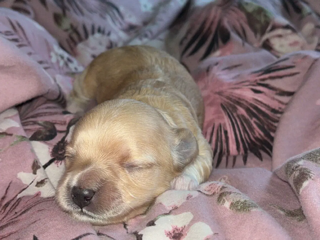 Billede 3 - Bichon havanais hvalpe