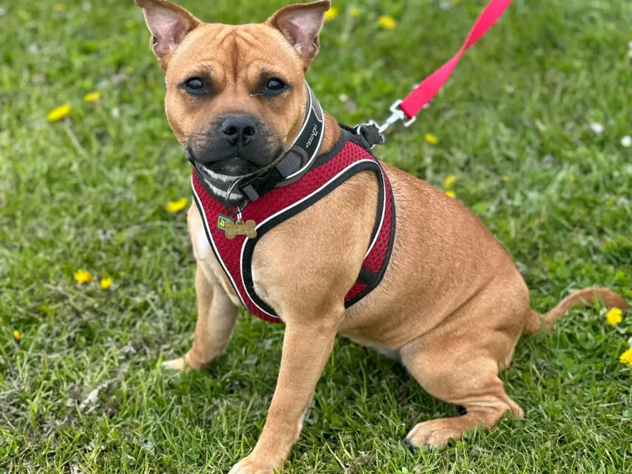 Billede 5 - Staffordshire Bull Terrier