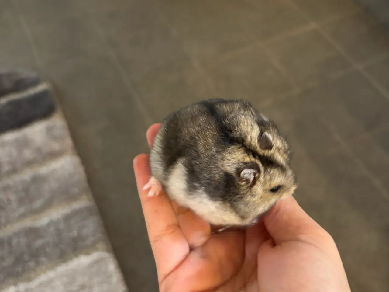 Billede 2 - To Dværghamster til salg+ alt tilbehør og bur