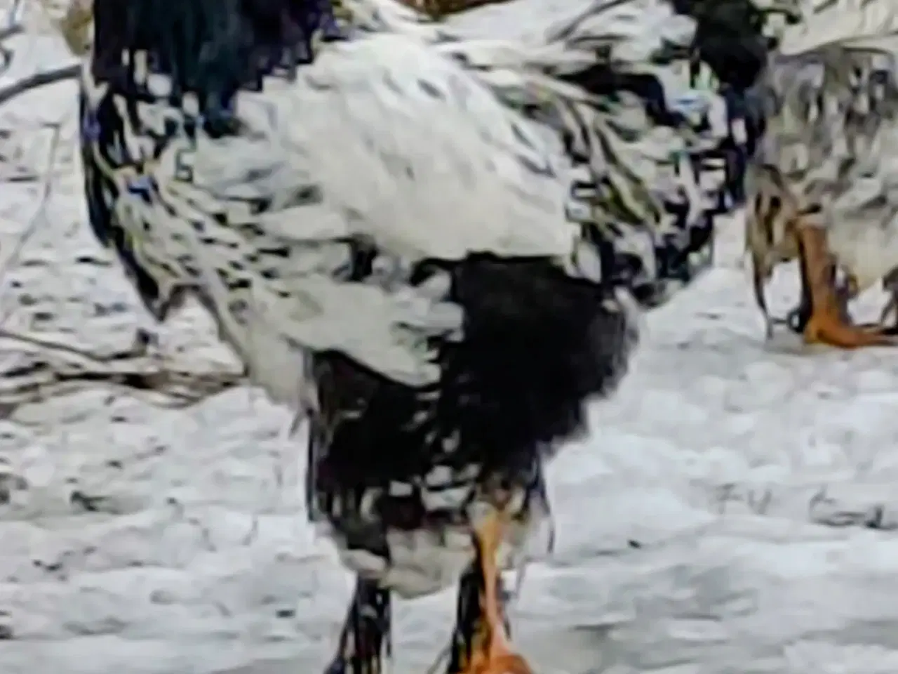 Billede 4 - Brahma høns/Haner