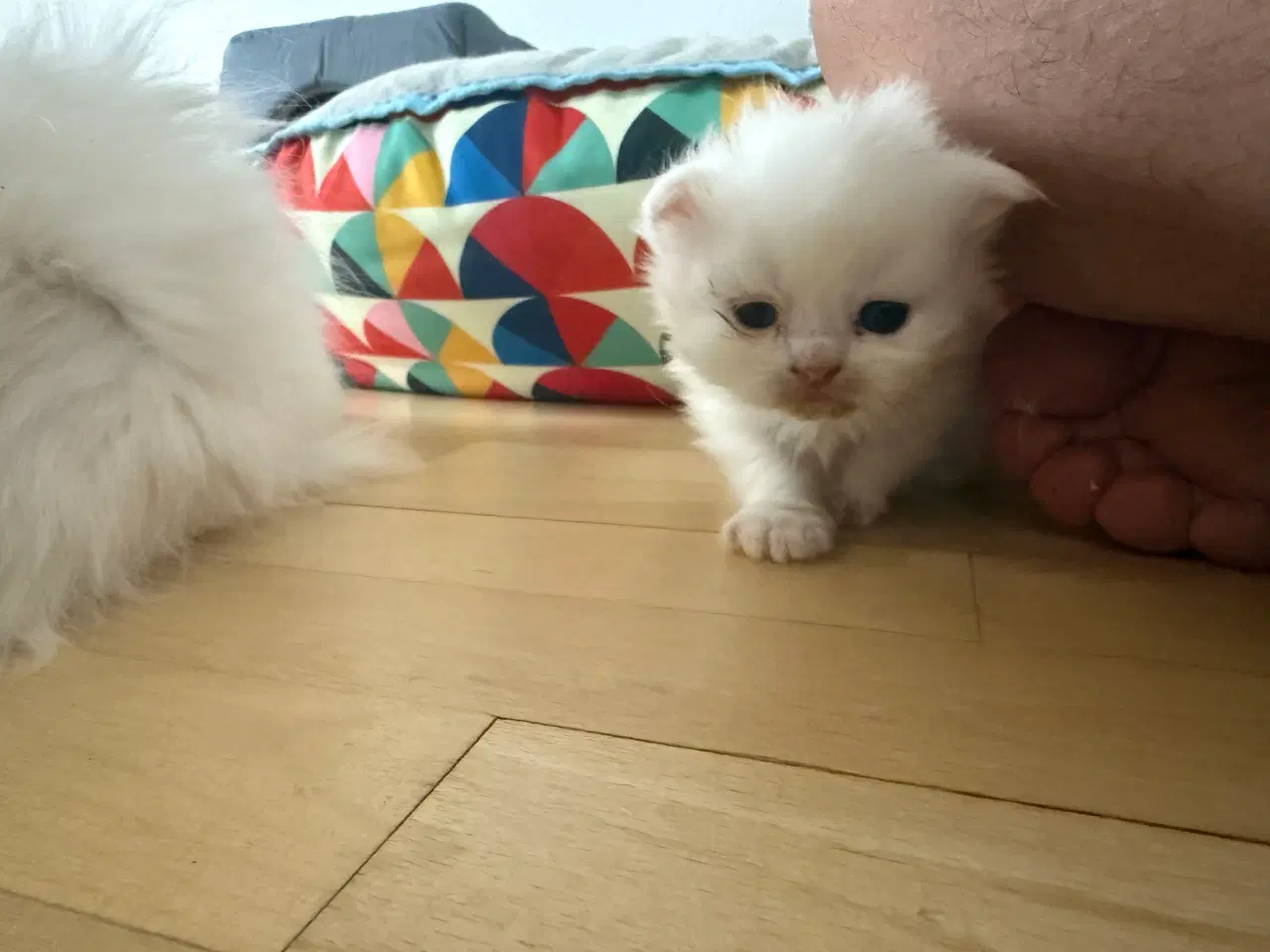 Billede 2 - Scottish fold & perser mix 