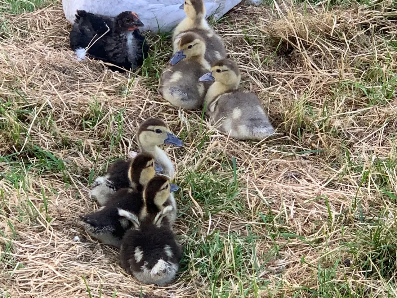 Billede 1 - Moskusællinger fra oktober
