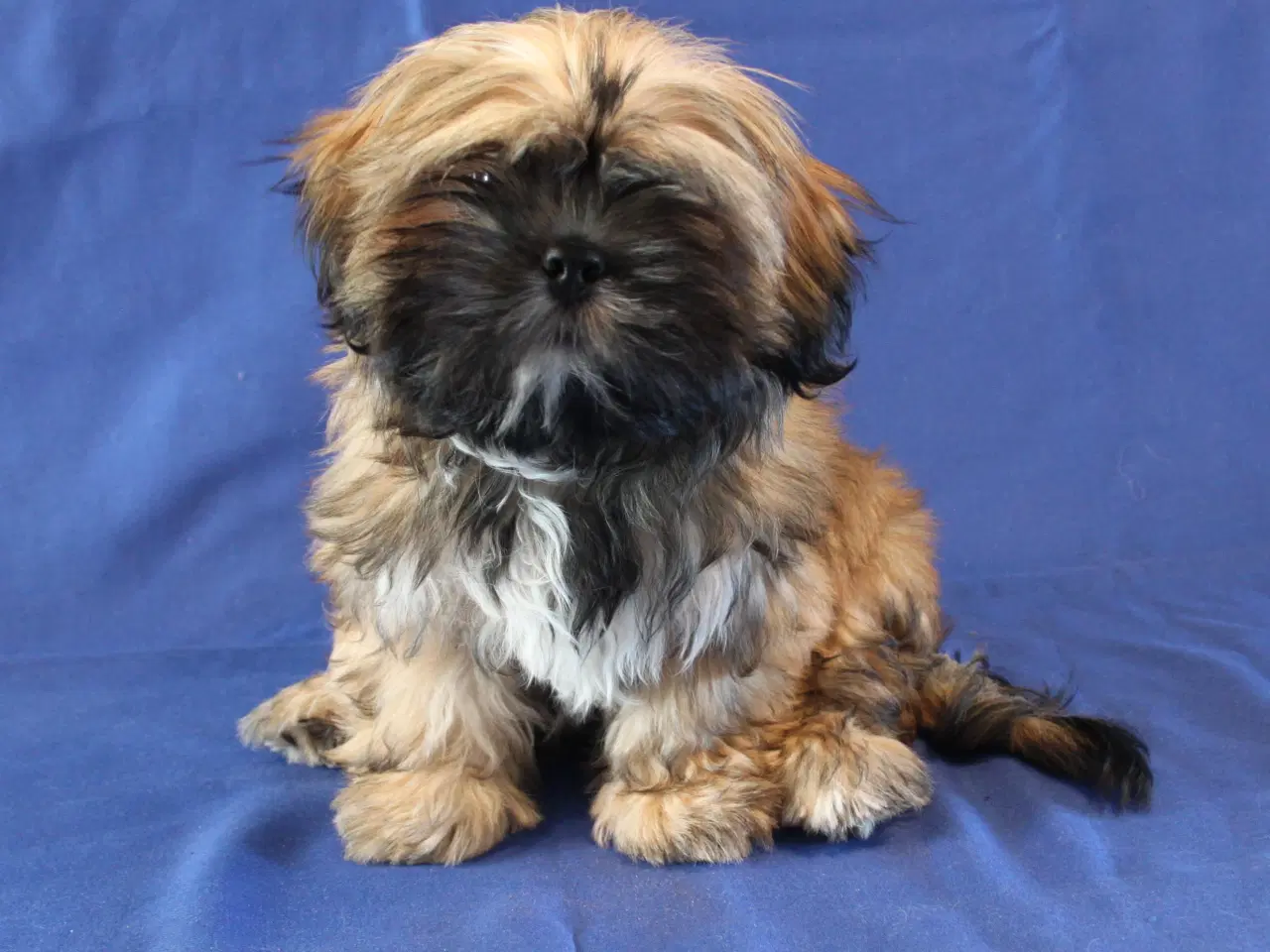 Billede 1 - Lhasa Apso hvalpe