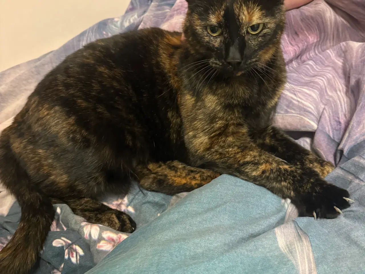 Billede 4 - Sød steriliseret hunkat søger nyt hjem hurtigst mu