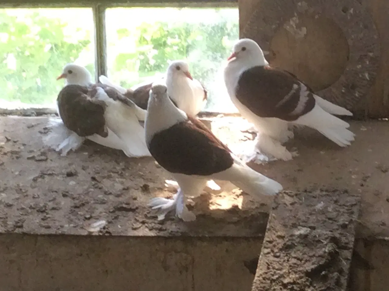 Billede 2 - Sachsiske Skjoldduer