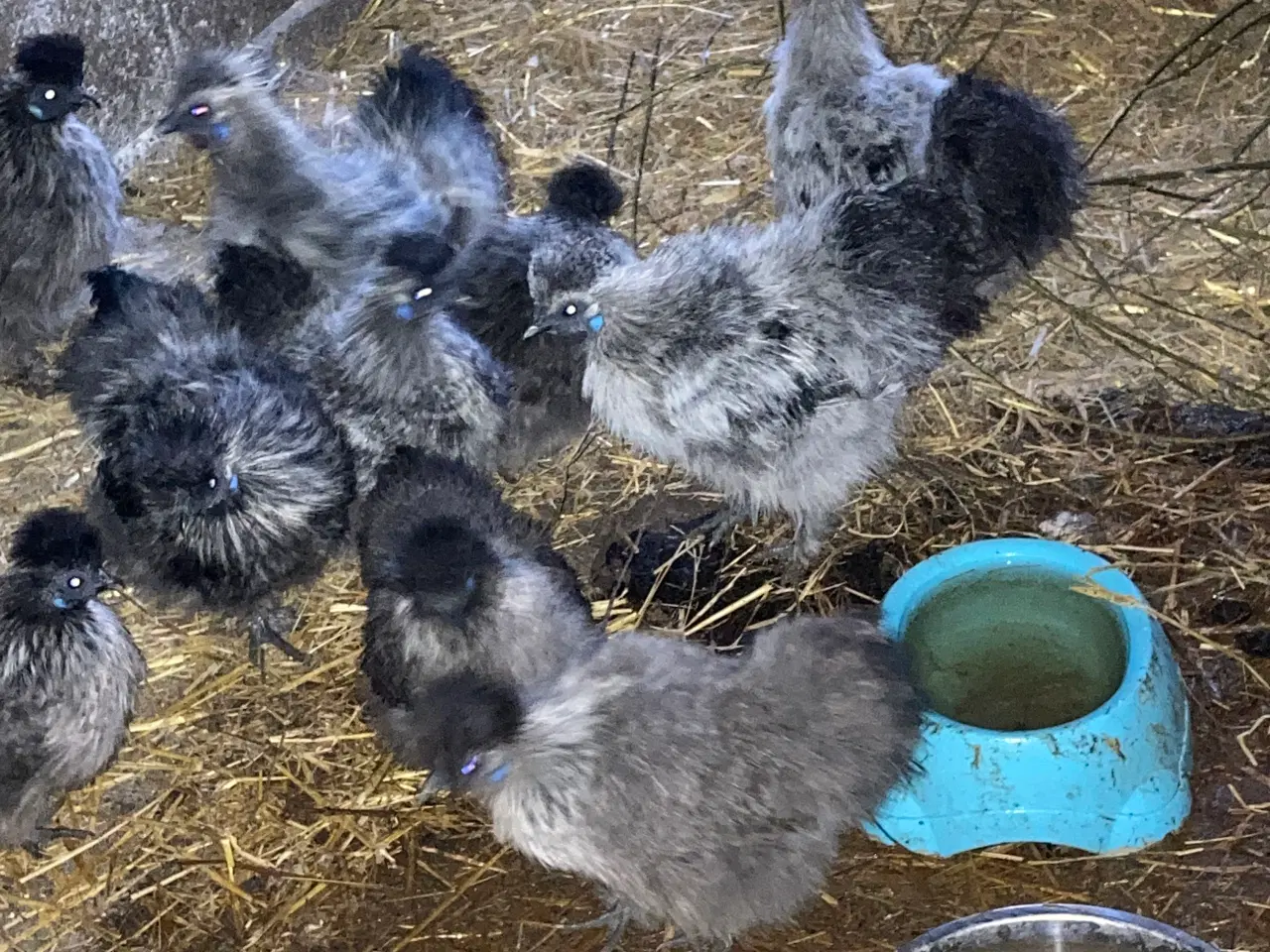 Billede 2 - Rene silke Høns