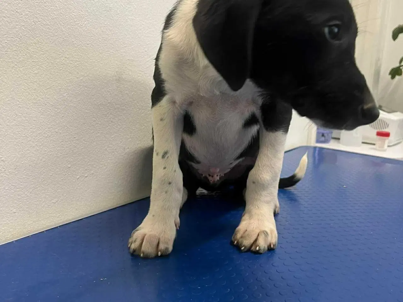 Billede 5 - Skønne Joey søger familie